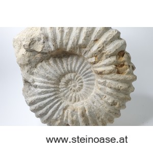 Ammonite versteinert 